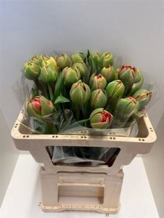 Tu Du Gudoshnik Double