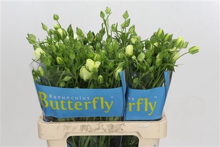 Ran Butterfly Litay Creme