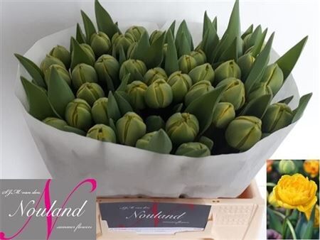 Tu Du Yellow Pompene