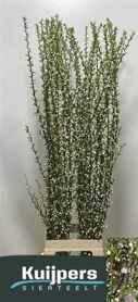 Prunus Gland Wit St