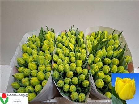 Tu Du Double Trouble