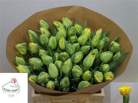 Tu Du Roller Coaster