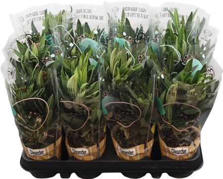 Nerium Oleander Gemengd