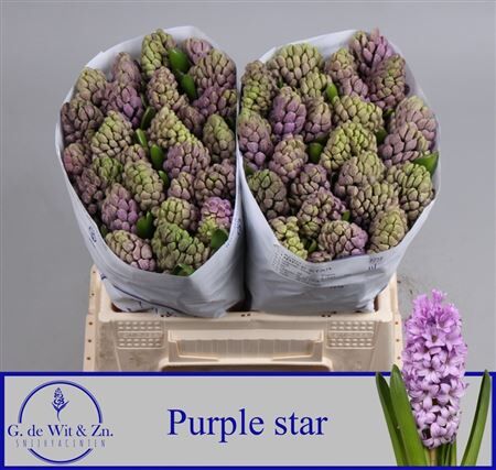 Hyac Purple Star