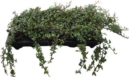 Hed He Spetchley Outdoor