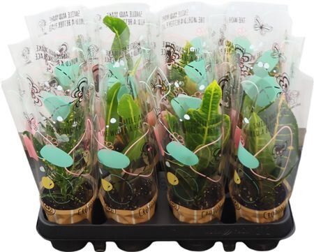 Cod Var Gemengd Hoes Design