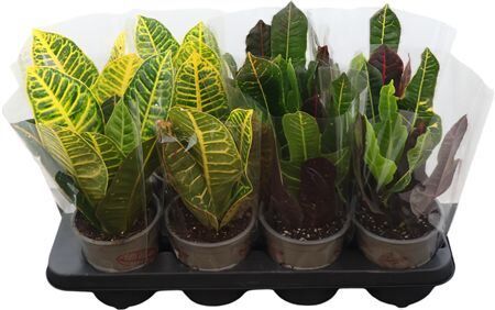 Cod Var Gemengd Excellent