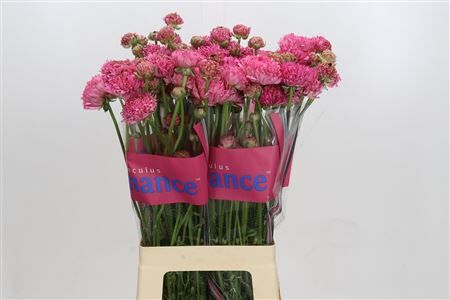 Ran Romance Poodle Ramlia