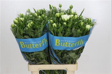 Ranunculus Butterfly Ninos