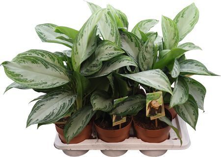 Aglaonema Silver Bay