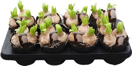 Hya A White Pearl 3pp Extra