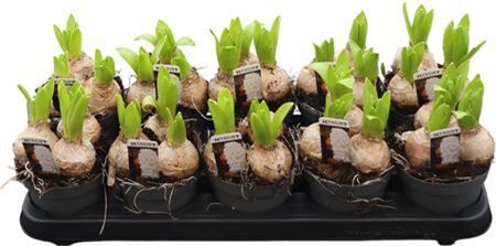 Hya A White Pearl 3pp