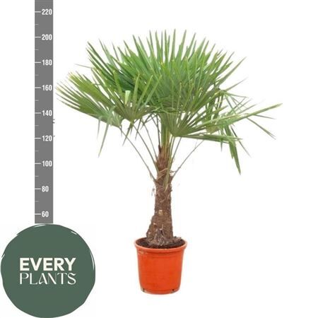 Trachycarpus Fortunei