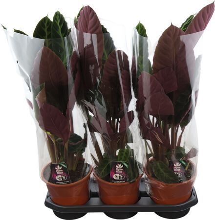 Calathea Warcewiczii