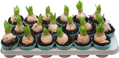 Hya A White Pearl 1pp