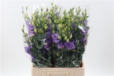 Eus G Corelli Lavender