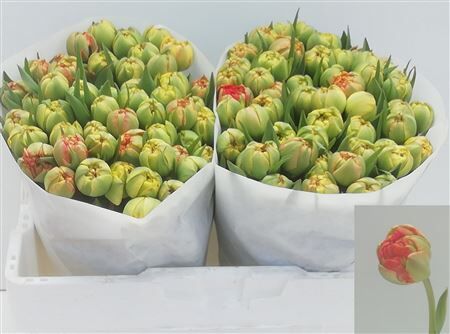 Tu Du Gudoshnik Doub