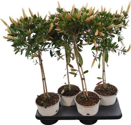 Callistemon Citrinus Stam