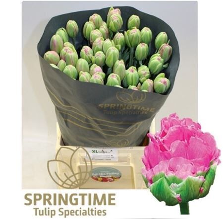 Tu Du Strawber Cream