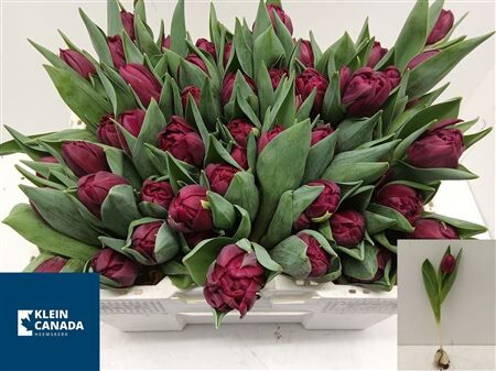 Tu Du Alison Bradley + Bulb