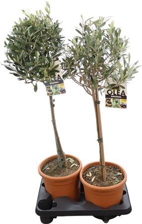 Olea Europaea Stam