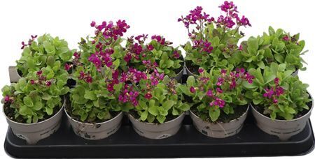 Arabis Lit. Treasure Roze