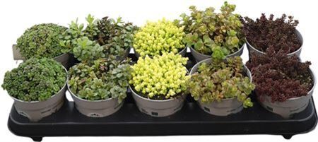 Sedum Gemengd