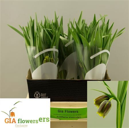 Fritillaria Uva-vulpis