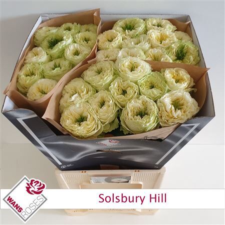 R Bu Solsbury Hill