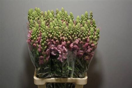 Ant Potomac Lavender