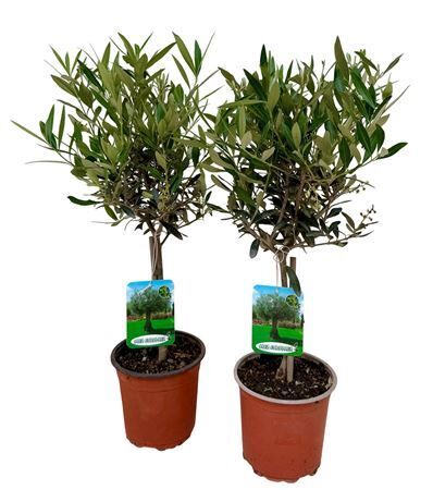 Olea Europea Stam