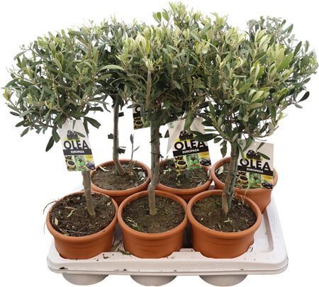 Olea Europaea Stam