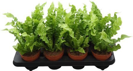 Asplenium Crispy Wave