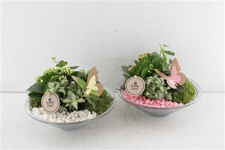 Arr2 Pl Glas Schaal 23cm - Roze/wit