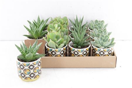 Arr3 De Truly Succulent - Ker Pot R