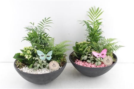 Arr2 Pl Ebbi Schaal Indoor - Roze/w