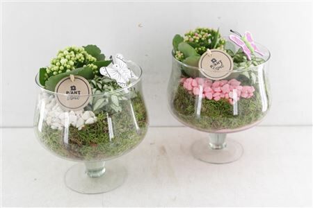 Arr2 Pl Bokaal Elise Op Voet - Mix