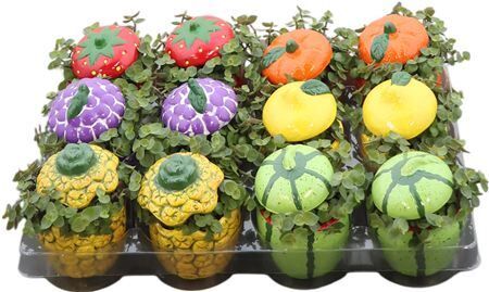 Callisia Repens Keramiek Fruitmix