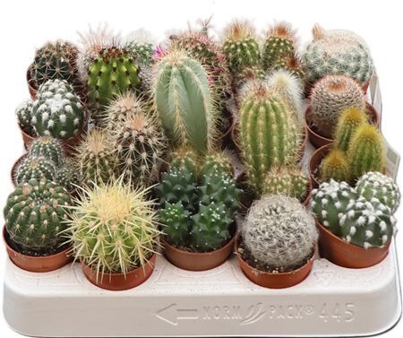 Cactus Gemengd