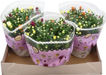 Chrys Gemengd Carnaval