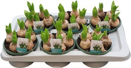 Hya A White Pearl 5 Pp Schaal