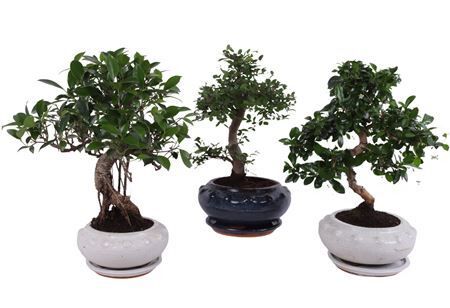 Bonsai (indoor) Gemengd Keramiek