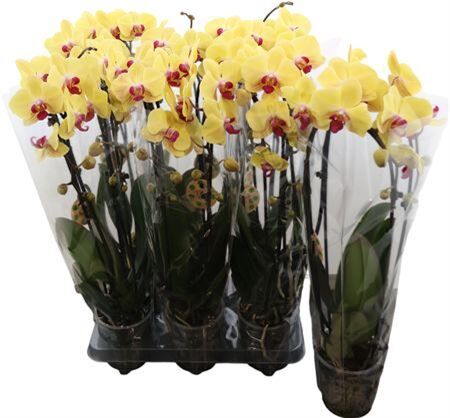 Phal Casc Goldion 2 Tak