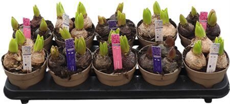 Hya A Gemengd 4kl 3 Pp