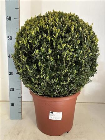 Buxu Semp Bolvorm 45 Cm