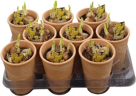 Arr N Tete A Tete Keramiek