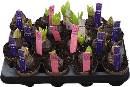 Hya A Gemengd 1pp 4kl