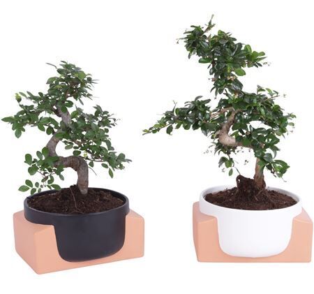 Bonsai (indoor) Gemengd Keramiek