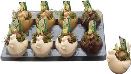 Arr Tete A Tete Paas