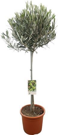Olea Europaea Stam